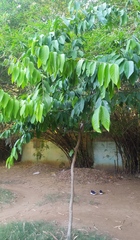 Magnoliopsida