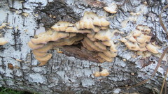 Trichaptum biforme