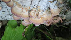 Trichaptum biforme