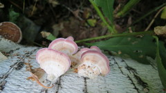 Trichaptum biforme