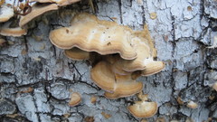Trichaptum biforme