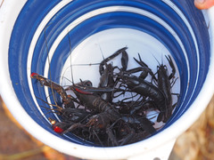 Cherax quadricarinatus