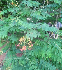 Caesalpinia pulcherrima