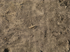 Euchorthippus pulvinatus
