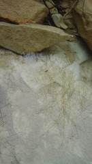Gerromorpha