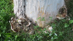 Ganoderma applanatum