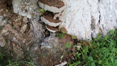 Ganoderma applanatum