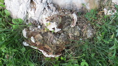 Ganoderma applanatum