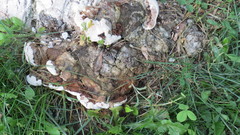 Ganoderma applanatum