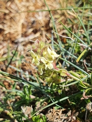 Sideritis hyssopifolia