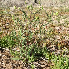 Senecio glossanthus