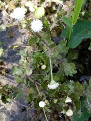 Shinnersia rivularis