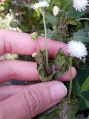 Shinnersia rivularis