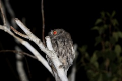 Megascops kennicottii