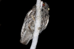 Megascops kennicottii