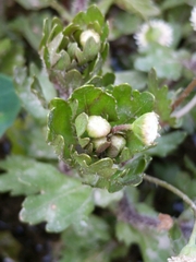 Shinnersia rivularis