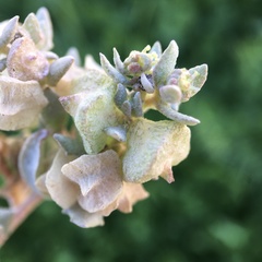Atriplex lindleyi