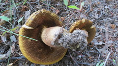 Suillellus luridus