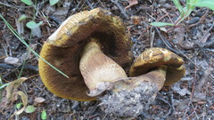 Suillellus luridus