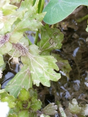 Shinnersia rivularis