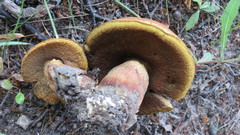 Suillellus luridus