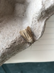 Denticucullus pygmina