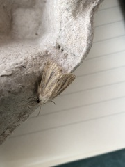 Denticucullus pygmina