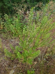 Lepidium ramosissimum