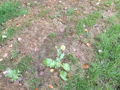 Brassica