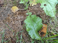 Brassica