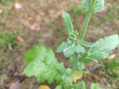 Brassica