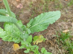 Brassica