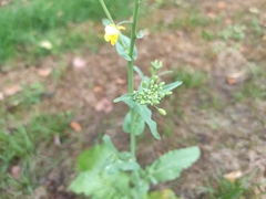 Brassica