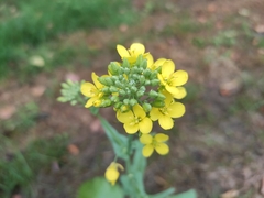 Brassica