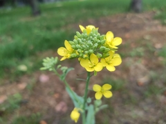 Brassica