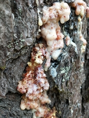 Fungi