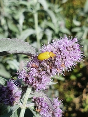 Cteniopus sulphureus
