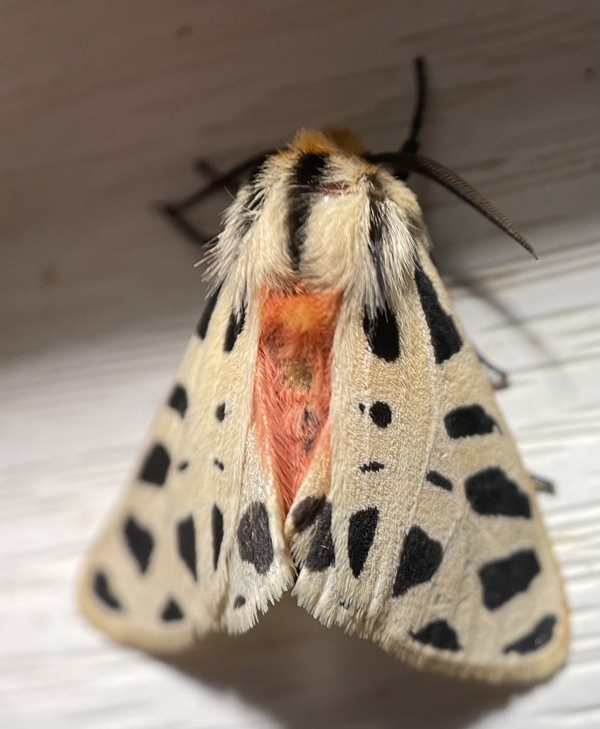 Apantesis arizoniensis