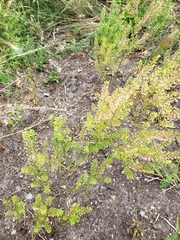Lepidium ramosissimum