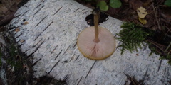 Pluteus variabilicolor