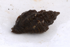 Muricoidea