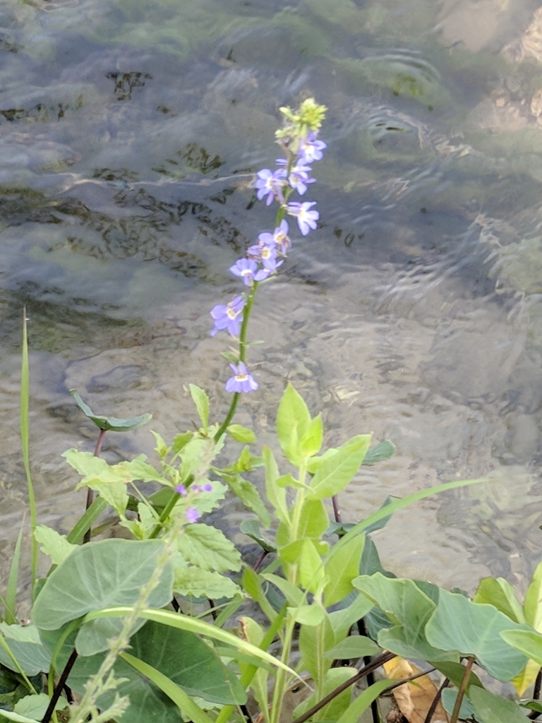 Berlandier's Lobelia