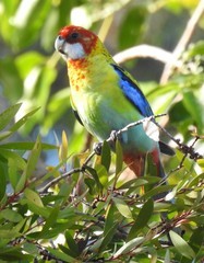 Platycercus eximius x adscitus