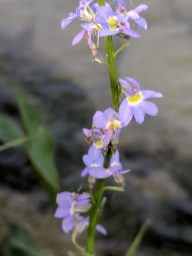 Image of Lobelia berlandieri by (c) Alison Northup, some rights reserved (CC BY)