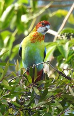 Platycercus eximius x adscitus