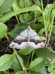 Scotopteryx
