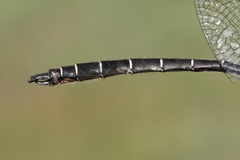 Somatochlora albicincta