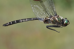 Somatochlora albicincta