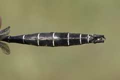 Somatochlora albicincta