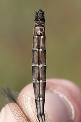 Somatochlora albicincta